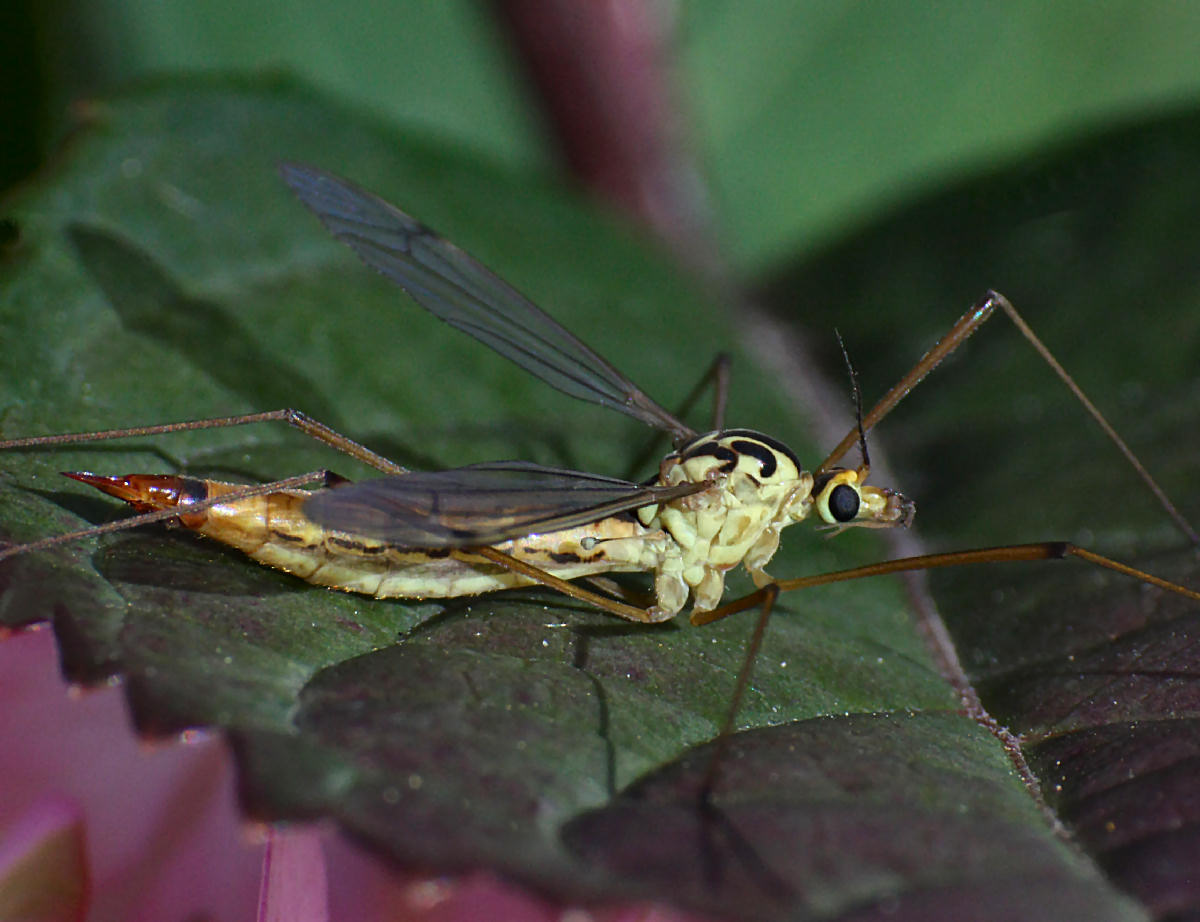 Nephrotoma sp. femmina